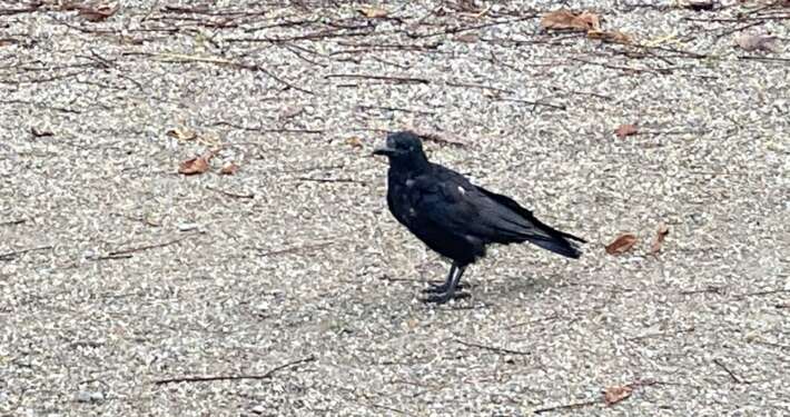 Ein schwarzer Vogel, der seine Beiträge nicht bezahlt??