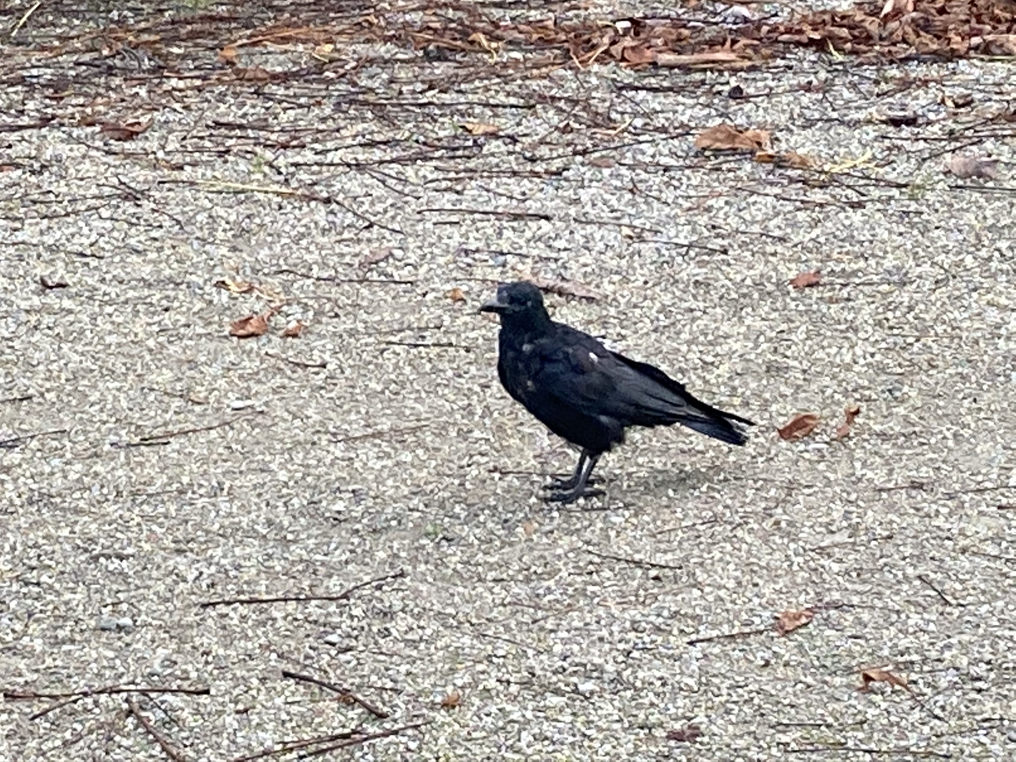 Ein schwarzer Vogel, der seine Beiträge nicht bezahlt??